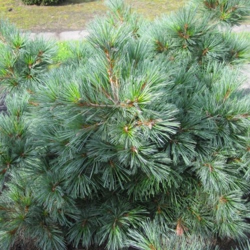 Pušis veimutinė (Pinus strobus) 'EDEL'
