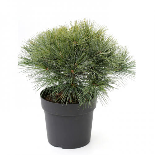 Pušis veimutinė (Pinus strobus) 'SECREST'