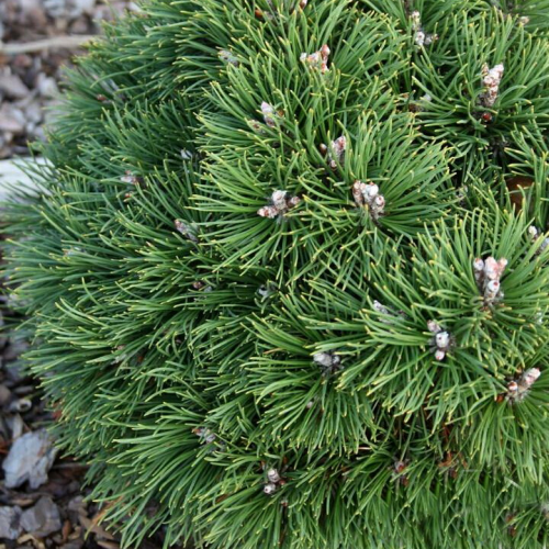 Pušis kablelinė (Pinus uncinata) 'SCHOLZ'