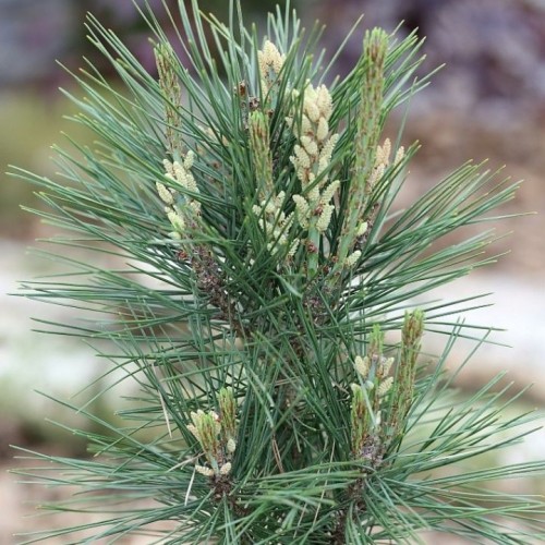 Pušis himalajinė (Pinus wallichiana) 'UMBRACULIFERA'