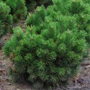 Pušis kalninė (Pinus mugo) 'GNOM'