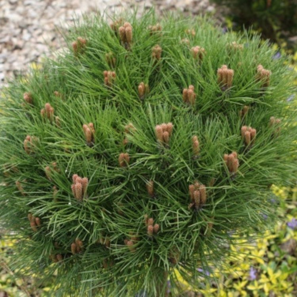 Pušis juodoji (Pinus nigra) 'MARIE BREGEON'