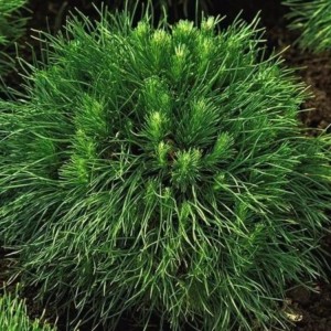 Pušis kalninė (Pinus mugo) 'VARELLA'