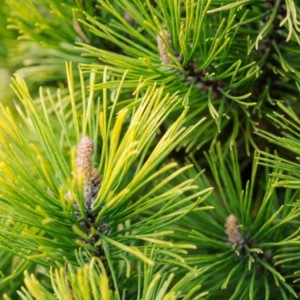 Pušis kalninė (Pinus mugo) 'WINTER GOLD'
