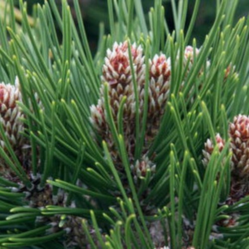 Pušis baltažievė (Pinus heldreichii) (syn. P. leucodermis) 'BERAN CONICA'