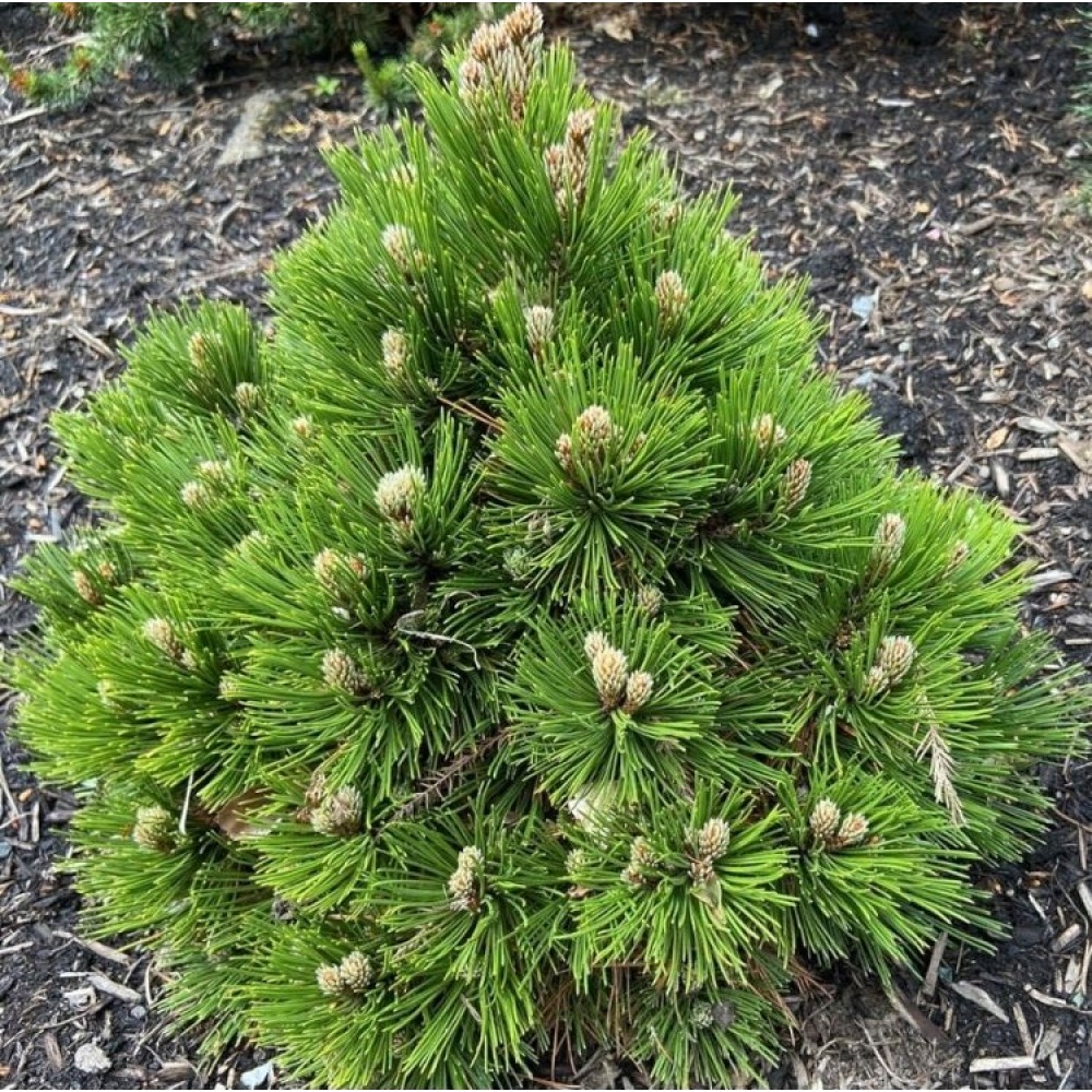 Pušis baltažievė (Pinus heldreichii) (syn. P. leucodermis) 'BERAN CONICA'