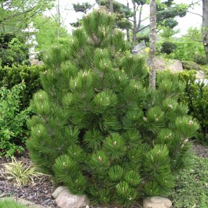 Pušis baltažievė (Pinus heldreichii) 'COMPACT GEM' (syn. P. leucodermis)