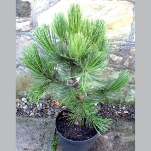 Pušis baltažievė (Pinus heldreichii) 'COMPACT GEM' (syn. P. leucodermis)