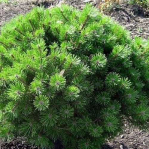 Pušis gausiažiedė (Pinus densiflora) 'KIM'