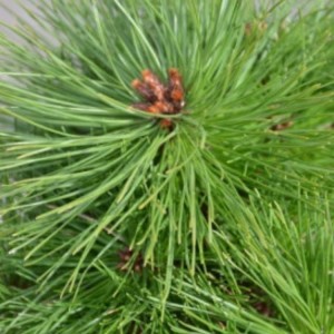 Pušis gausiažiedė (Pinus densiflora) 'KIM'