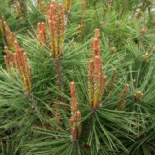 Pušis gausiažiedė (Pinus densiflora) 'TANYOSHO COMPACTA'