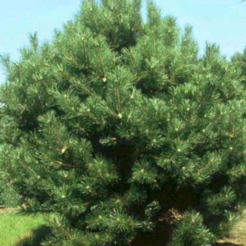 Pušis juodoji (Pinus nigra)
