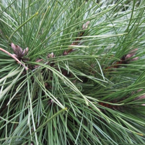 Pušis sakingoji (Pinus resinosa) 'PILLNITZ'