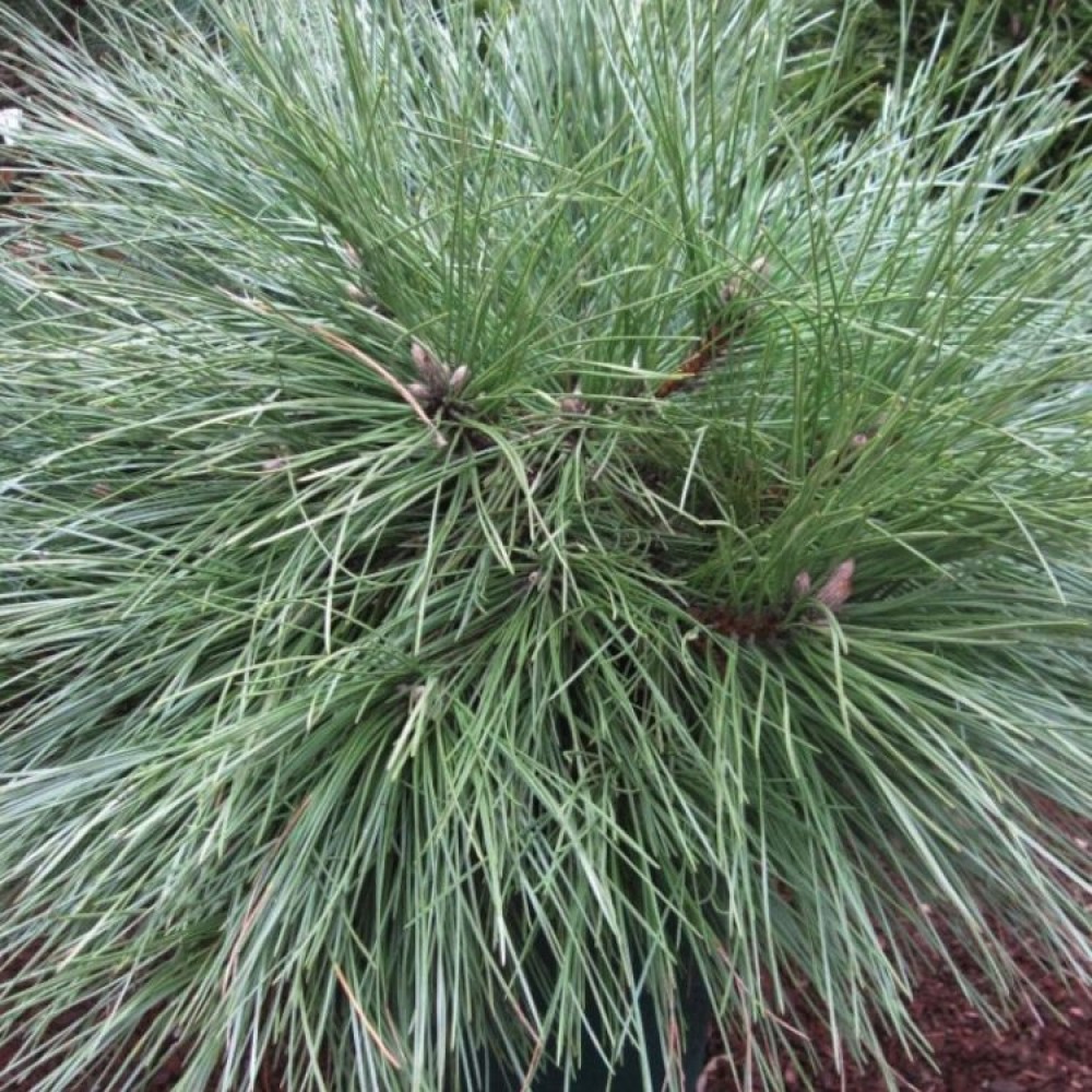 Pušis sakingoji (Pinus resinosa) 'PILLNITZ'