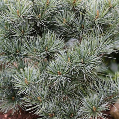 Pušis smulkiažiedė (Pinus parviflora) 'SMOUT'