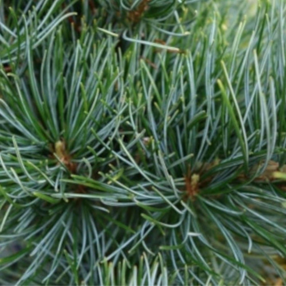 Pušis smulkiažiedė (Pinus parviflora) 'TEMPELHOF'