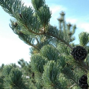 Pušis smulkiažiedė (Pinus parviflora) 'TEMPELHOF'
