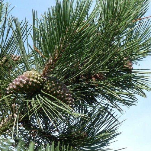Pušis juodoji (Pinus nigra subsp. nigra)