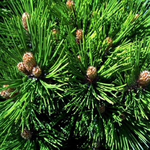 Pušis baltažievė (Pinus heldreichii) 'MALINKII' (syn. P. leucodermis)