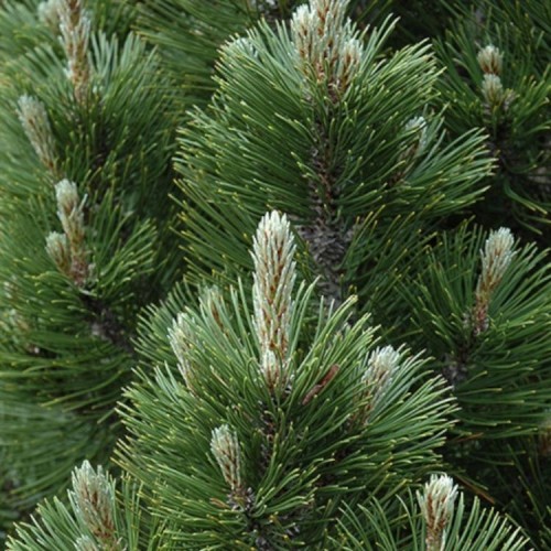 Pušis baltažievė (Pinus heldreichii) 'MINT TRUFLE' (syn. P. leucodermis)