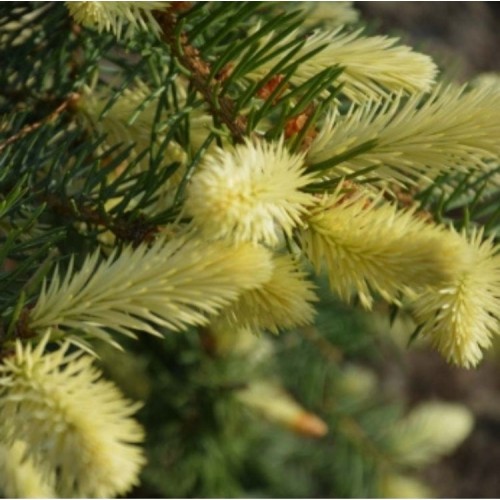 Pušis baltažievė (Pinus heldreichii) 'WHITE CLOUD' (syn. P. leucodermis)