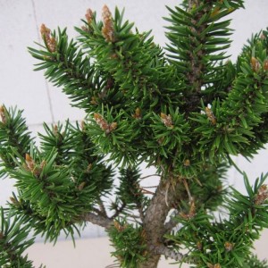 Pušis bankso (Pinus banksiana) 'SCHNEVERDINGER'