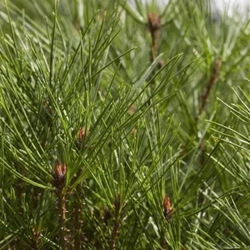 Pušis gausiažiedė (Pinus densiflora) 'ALICE VERKADE'