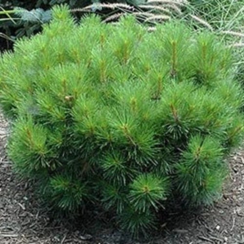 Pušis gausiažiedė (Pinus densiflora) 'GLOBOSA'