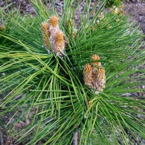 Pušis juodoji (Pinus nigra) 'SLIZOW'