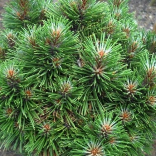 Pušis kablelinė (Pinus uncinata) 'HORNI HAZLE'