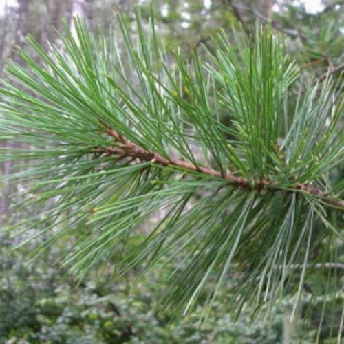 Pušis kalvinė (Pinus monticola)