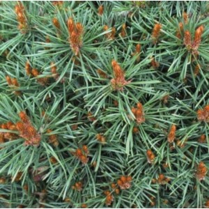 Pušis paprastoji (Pinus sylvestris) 'JEREMY'