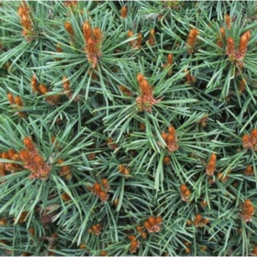 Pušis paprastoji (Pinus sylvestris) 'JEREMY'