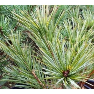 Pušis smulkiažiedė (Pinus parviflora) 'PRUHONICE'