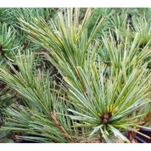 Pušis smulkiažiedė (Pinus parviflora) 'PRUHONICE'