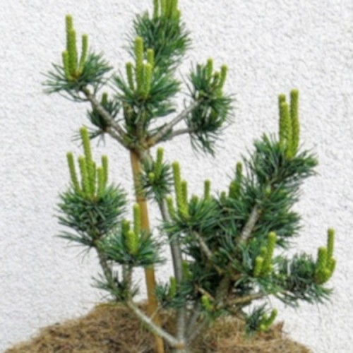 Pušis smulkiažiedė (Pinus parviflora) 'PYGMY YATSUBUSA'