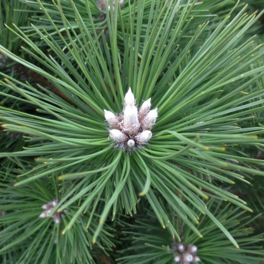 Pušis tunbergo (Pinus thunbergii) 'MAIJIMA'