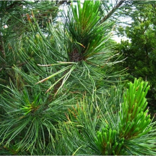 Pušis veimutinė (Pinus strobus) „PYGMAEA“