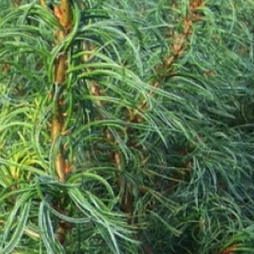 Pušis veimutinė (Pinus strobus) “TORULOSA”