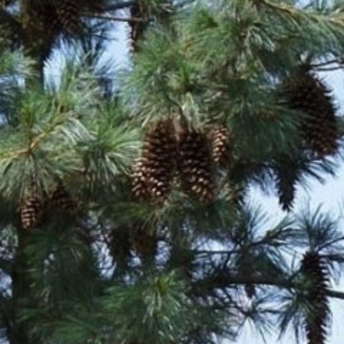 Pušis šverino (Pinus schwerinii) 