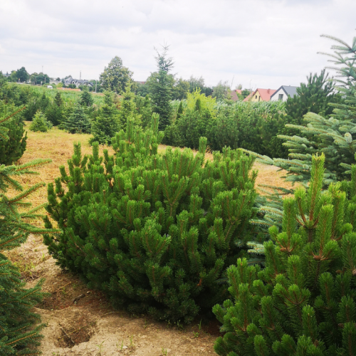 Pušis kalninė (Pinus mugo) 'GREEN MOUNTAIN'