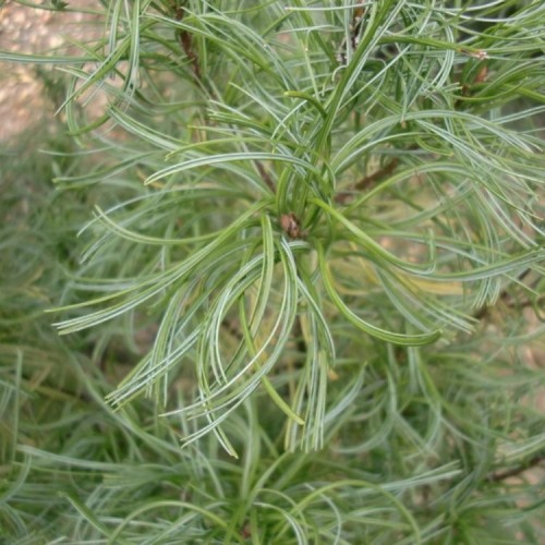 Pušis veimutinė  (Pinus strobus) 'FASTIGIATA'