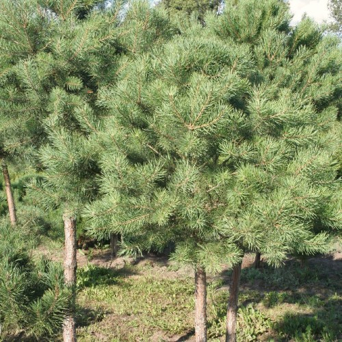 Pušis paprastoji (Pinus sylvestris)