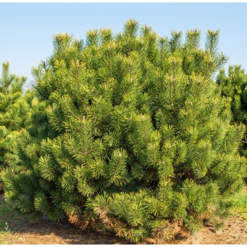 Pušis kablelinė (Pinus mugo var. uncinata)