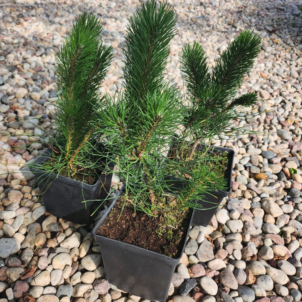 Pušis kablelinė (Pinus mugo var. uncinata)