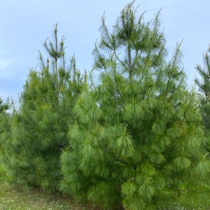 Pušis himalajinė (Pinus wallichiana syn. griffithii)
