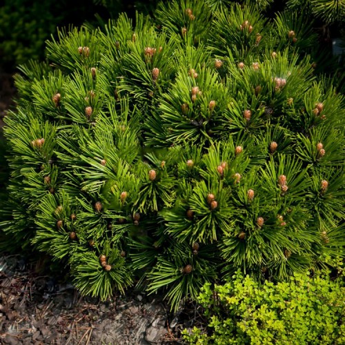 Pušis baltažievė (Pinus heldreichii) 'SMIDTII'  (syn. P. leucodermis)