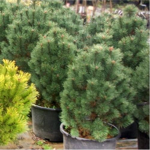 Pušis kalninė (Pinus mugo) 'COLUMNARIS' (Syn. Pinus mugo 'Colombo')