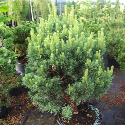 Pušis paprastoji (Pinus sylvestris) 'WATERERI'
