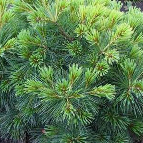 Pušis veimutinė  (Pinus strobus) 'RADIATA'